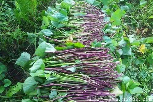 红薯种植经验——育苗时间和育苗方法 红薯种植经验——育苗时间和育苗方法