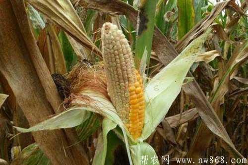 玉米秃尖怎么办?玉米秃尖有哪些预防方法? 玉米秃尖怎么办?玉米秃尖有哪些预防方法?
