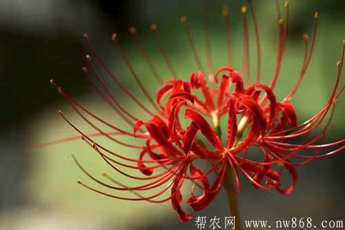 彼岸花的花语、种类及养殖方法 彼岸花的花语、种类及养殖方法