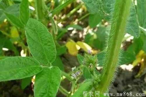 怎样防止大豆结荚少?如何提高大豆的结荚率 怎样防止大豆结荚少?如何提高大豆的结荚率