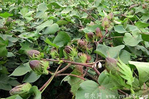 棉花病虫害综合防治技术和措施 棉花病虫害综合防治技术和措施