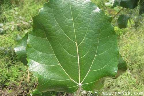 杨树品种图片大全及杨树种类简介 杨树品种图片大全及杨树种类简介