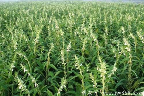 黑芝麻的种植时间和种植方法 黑芝麻的种植时间和种植方法