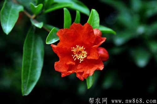 石榴树什么时候开花|石榴不开花是什么原因 石榴树什么时候开花|石榴不开花是什么原因