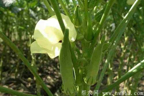 在农村种植什么赚钱快|哪些种植项目比较赚钱 在农村种植什么赚钱快|哪些种植项目比较赚钱
