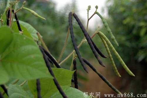 红豆的种植栽培方法、种植时间及科学管理措施 红豆的种植栽培方法、种植时间及科学管理措施