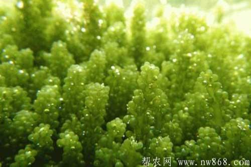 海葡萄的种植方法|海葡萄的功效与作用 海葡萄的种植方法|海葡萄的功效与作用