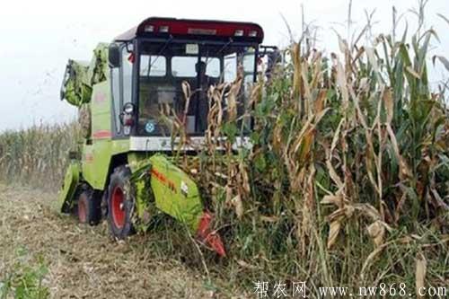 玉米秸秆还田有哪些好处?玉米秸秆还田需要注意什么 玉米秸秆还田有哪些好处?玉米秸秆还田需要注意什么