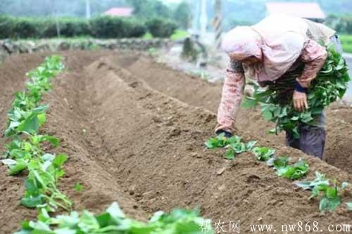 红薯种植经验——育苗时间和育苗方法 红薯种植经验——育苗时间和育苗方法
