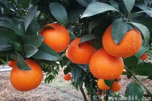 谈谈未来十大暴利种植,或许就有适合你的项目 谈谈未来十大暴利种植,或许就有适合你的项目