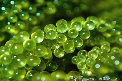 海葡萄的种植方法|海葡萄的功效与作用 海葡萄的种植方法|海葡萄的功效与作用