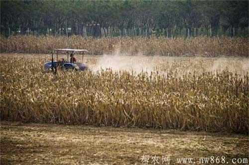 玉米秸秆还田有哪些好处？玉米秸秆还田需要注意什么