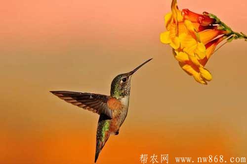 蜂鸟是什么？蜂鸟吃什么食物