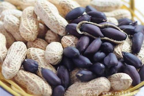 黑花生种植方法及病虫害防治措施