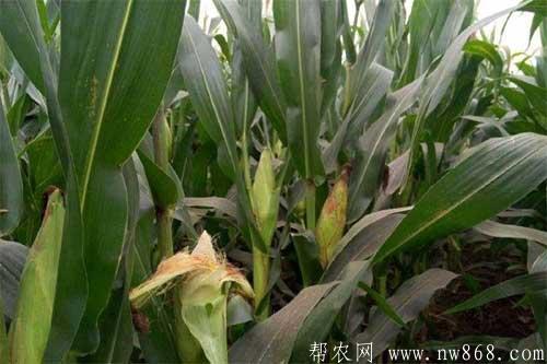 玉米秃尖怎么办?玉米秃尖有哪些预防方法? 玉米秃尖怎么办?玉米秃尖有哪些预防方法?