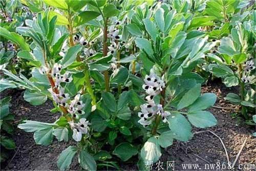 蚕豆种植过程中的高产施肥方法