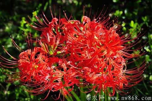 彼岸花的花语、种类及养殖方法