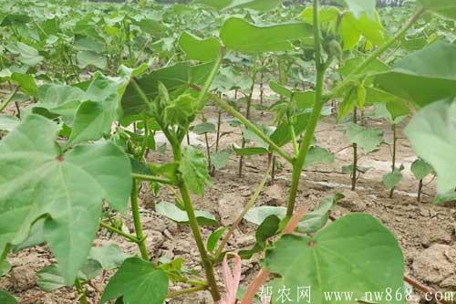 棉花病虫害综合防治技术和措施 棉花病虫害综合防治技术和措施