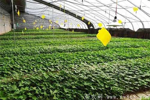 甘薯种植过程中的早春育苗需要注意哪些事项