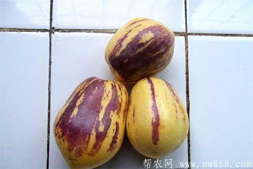 人参果怎么吃比较好|人参果还有这样的吃法