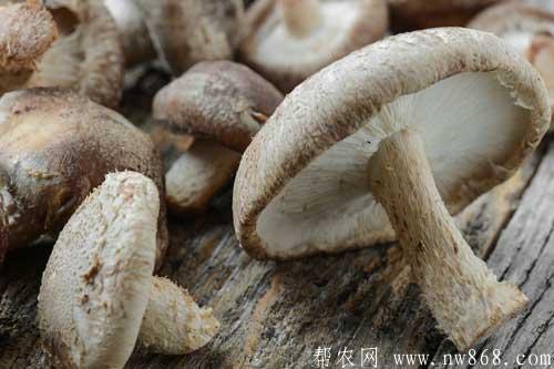 香菇晶和香菇肉干生产技术