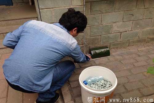 灭鼠饼干及缓释型杀虫剂制作方法