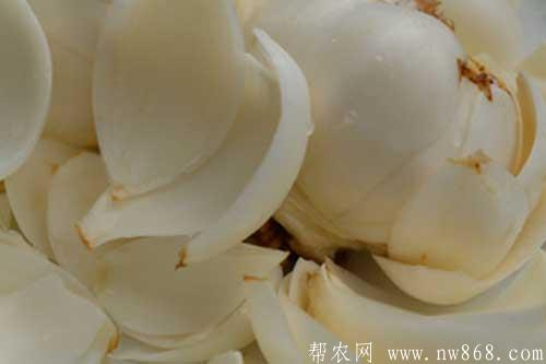 百合晶加工技术要点