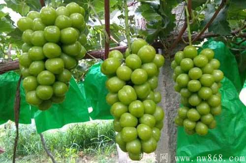 谈谈未来十大暴利种植,或许就有适合你的项目 谈谈未来十大暴利种植,或许就有适合你的项目