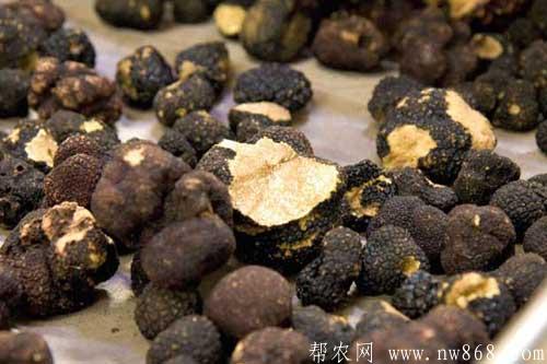 黑松露是什么东西？黑松露的功效和作用是什么