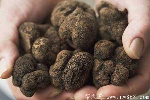 黑松露是什么东西？黑松露的功效和作用是什么