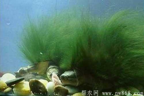人工饲养绿毛龟需要注意的五个问题 人工饲养绿毛龟需要注意的五个问题