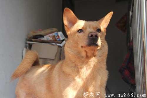 十大最忠诚的狗排名是怎样排列的? 十大最忠诚的狗排名是怎样排列的?