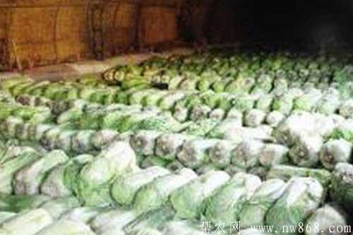 介绍大白菜贮藏保鲜的五种方法 介绍大白菜贮藏保鲜的五种方法
