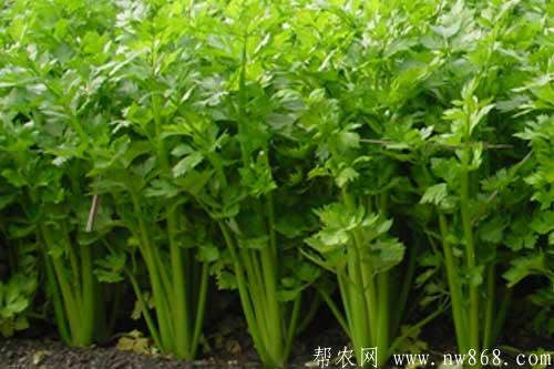 大棚芹菜高产种植栽培技术要点 大棚芹菜高产种植栽培技术要点