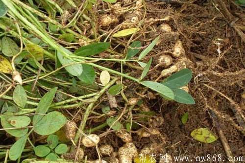 花生踩秧有什么好处？什么是花生踩秧？