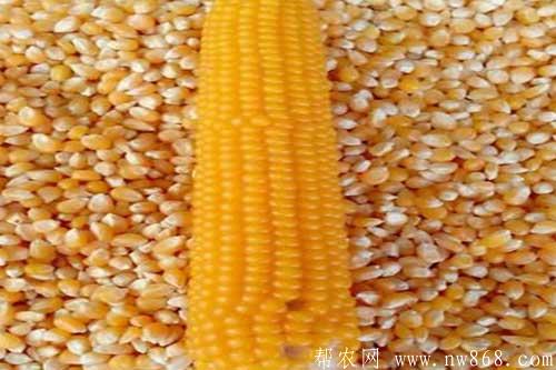 玉米常见种类介绍及玉米图片欣赏 玉米常见种类介绍及玉米图片欣赏