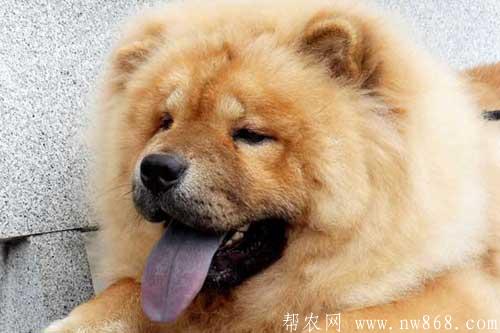 十大最忠诚的狗排名是怎样排列的? 十大最忠诚的狗排名是怎样排列的?