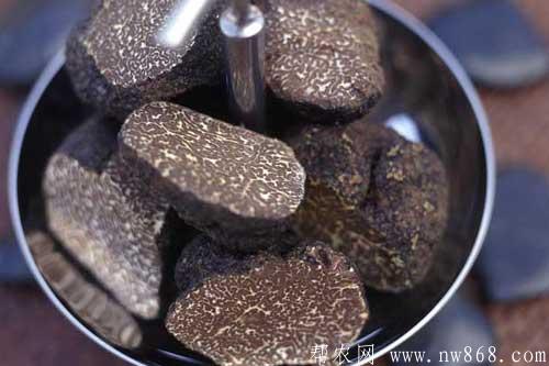 黑松露是什么东西？黑松露的功效和作用是什么