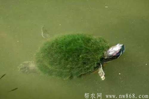 人工饲养绿毛龟需要注意的五个问题 人工饲养绿毛龟需要注意的五个问题