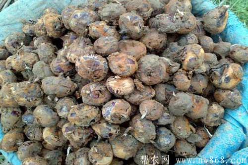 荸荠价格是多少钱一斤?种植荸荠赚钱吗? 荸荠价格是多少钱一斤?种植荸荠赚钱吗?