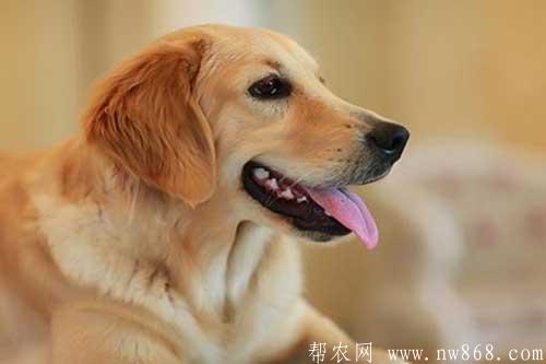 十大最忠诚的狗排名是怎样排列的? 十大最忠诚的狗排名是怎样排列的?