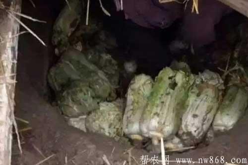 介绍大白菜贮藏保鲜的五种方法 介绍大白菜贮藏保鲜的五种方法