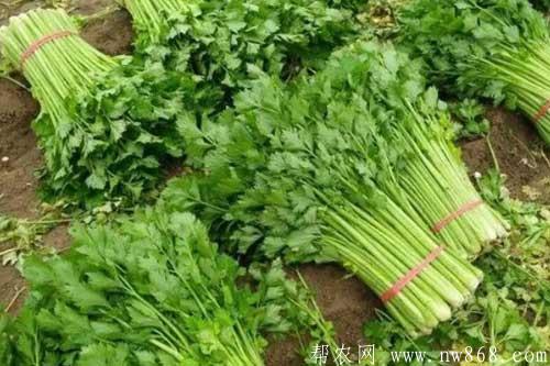 大棚芹菜高产种植栽培技术要点 大棚芹菜高产种植栽培技术要点