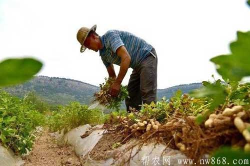 花生踩秧有什么好处？什么是花生踩秧？