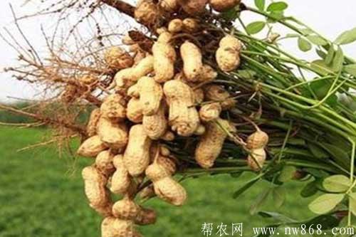 花生空壳是由什么原因引起的？如何防治和解决