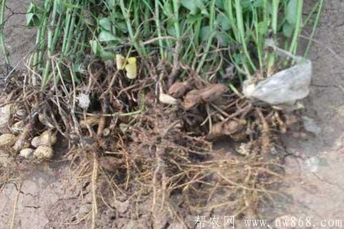 花生空壳是由什么原因引起的？如何防治和解决