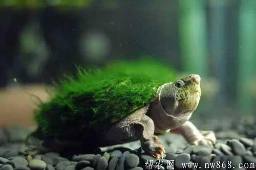 人工饲养绿毛龟需要注意的五个问题 人工饲养绿毛龟需要注意的五个问题