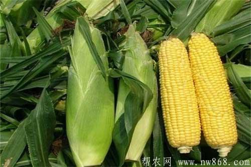 玉米常见种类介绍及玉米图片欣赏 玉米常见种类介绍及玉米图片欣赏