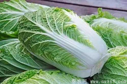 介绍大白菜贮藏保鲜的五种方法 介绍大白菜贮藏保鲜的五种方法