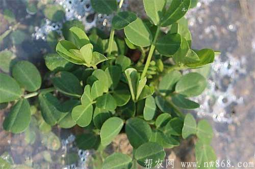 花生踩秧有什么好处？什么是花生踩秧？